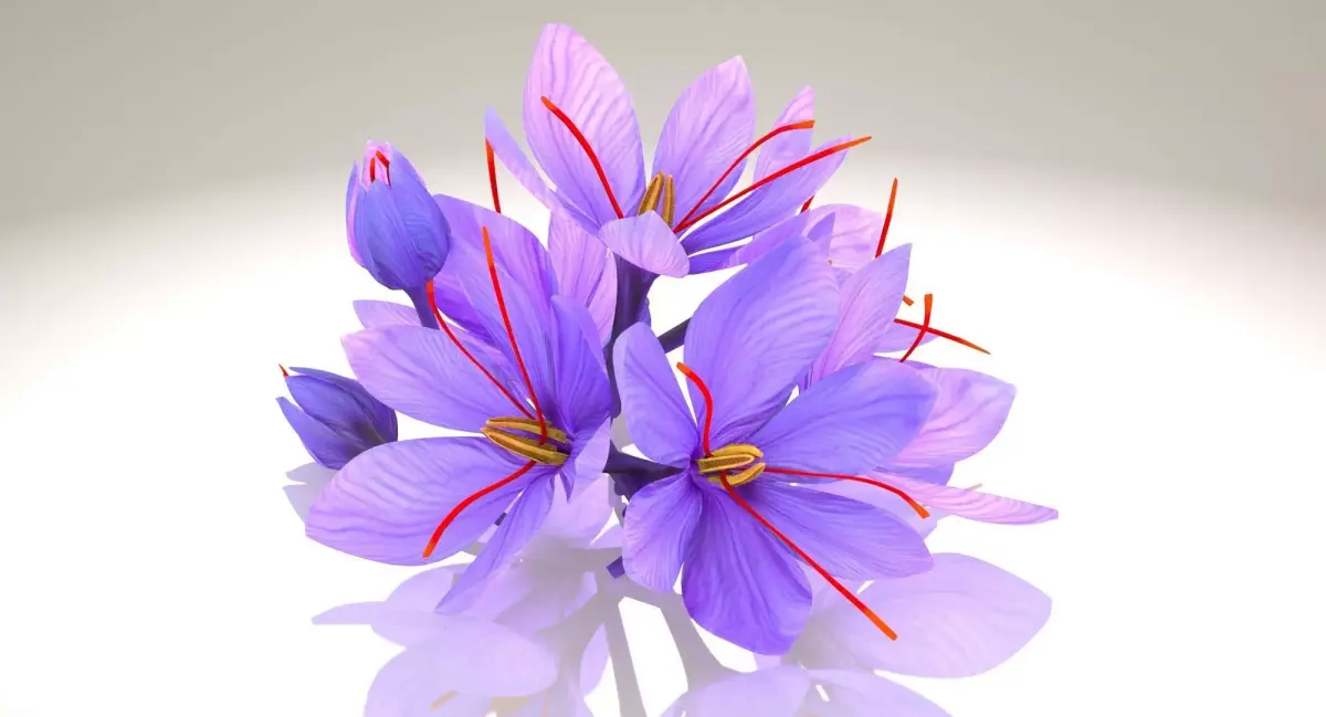 Crocus Blossom Low-poly 3D model