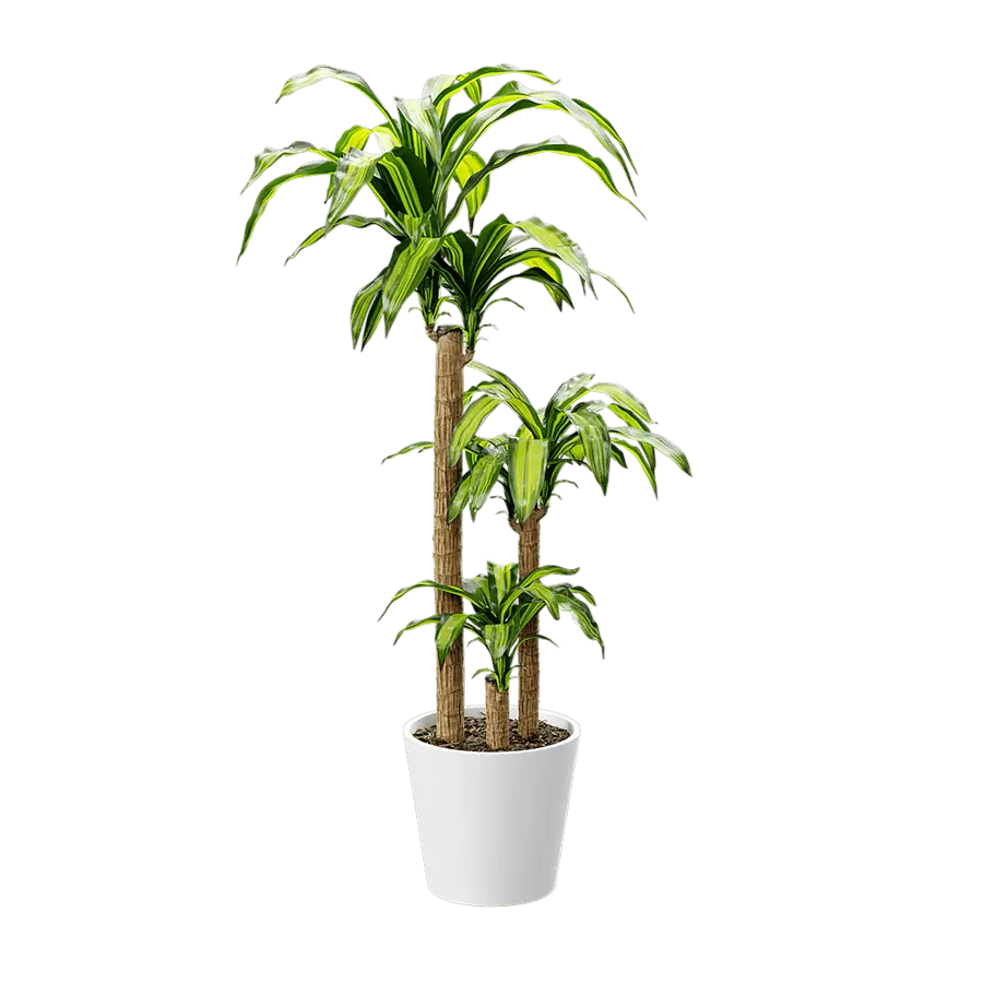  Dracaena Mass Cane Potted Plant Model  buy