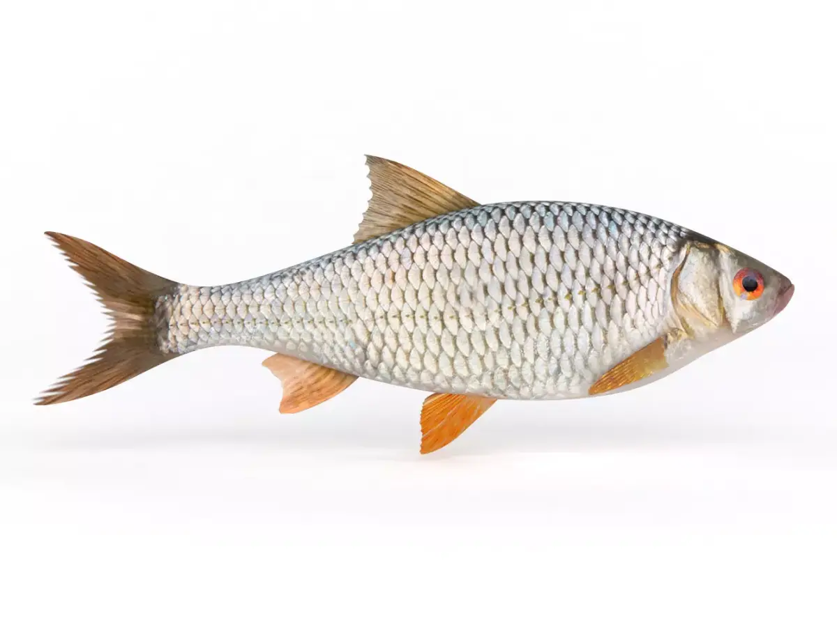 Roach Fish 3D model purchase