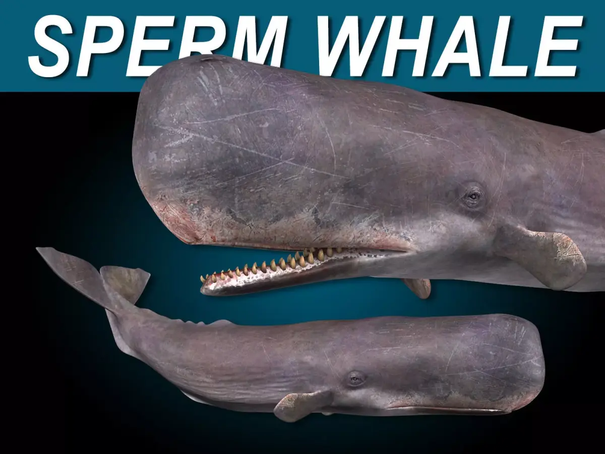 Sperm Whale 3D model order