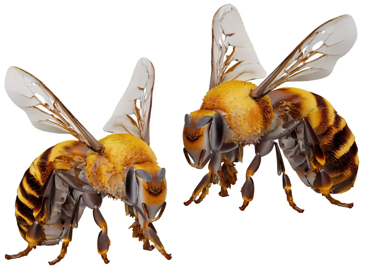 insect 3D model