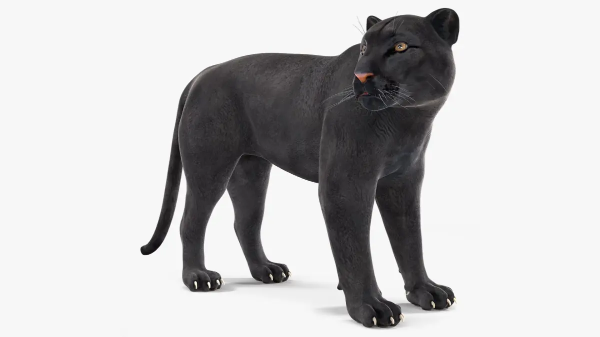 Black Panther Stand Pose 3D model