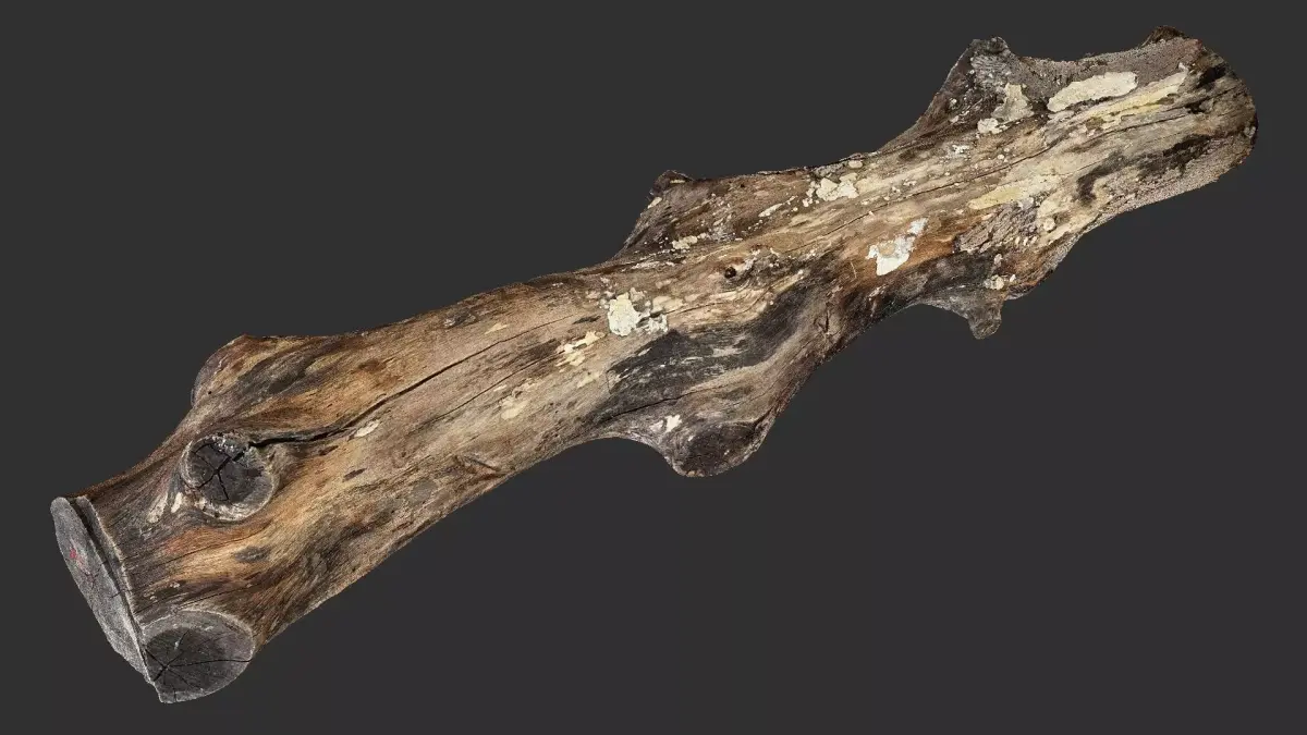 Tree trunk wood 3d scan highpoly 3D model purchase