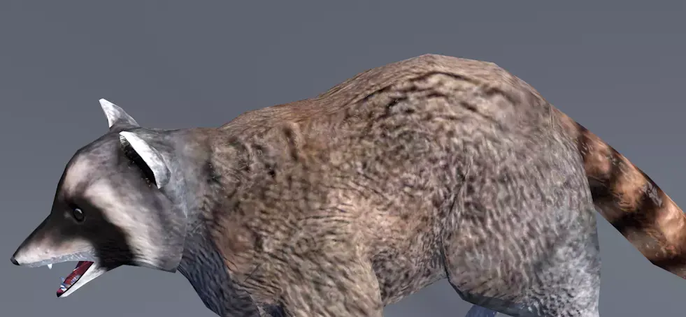 Raccoon Low-poly 3D model purchase