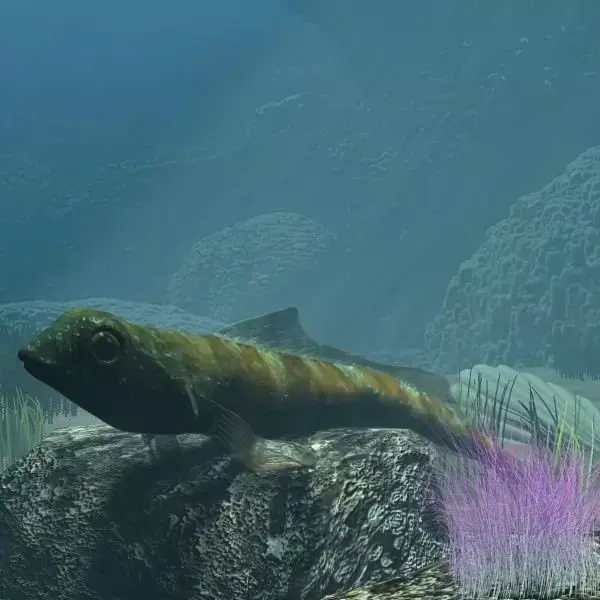 Tripterygion Fish Rigged Low-poly 3D model