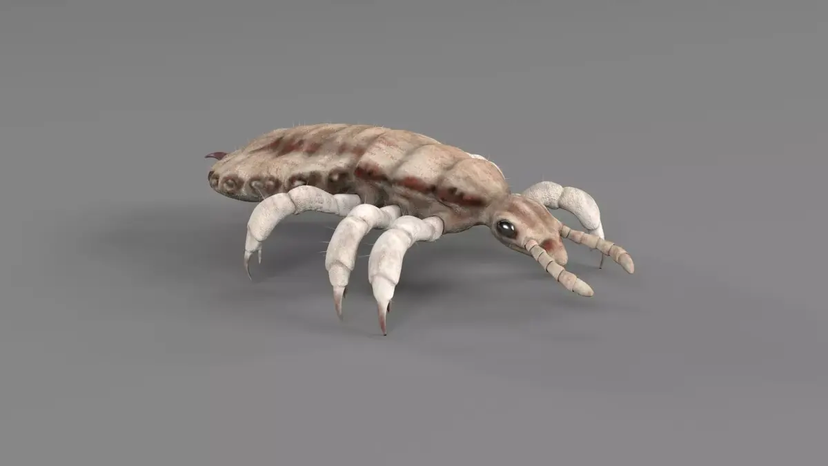 PHOTOREALISTIC ANIMATED LICE 3D model