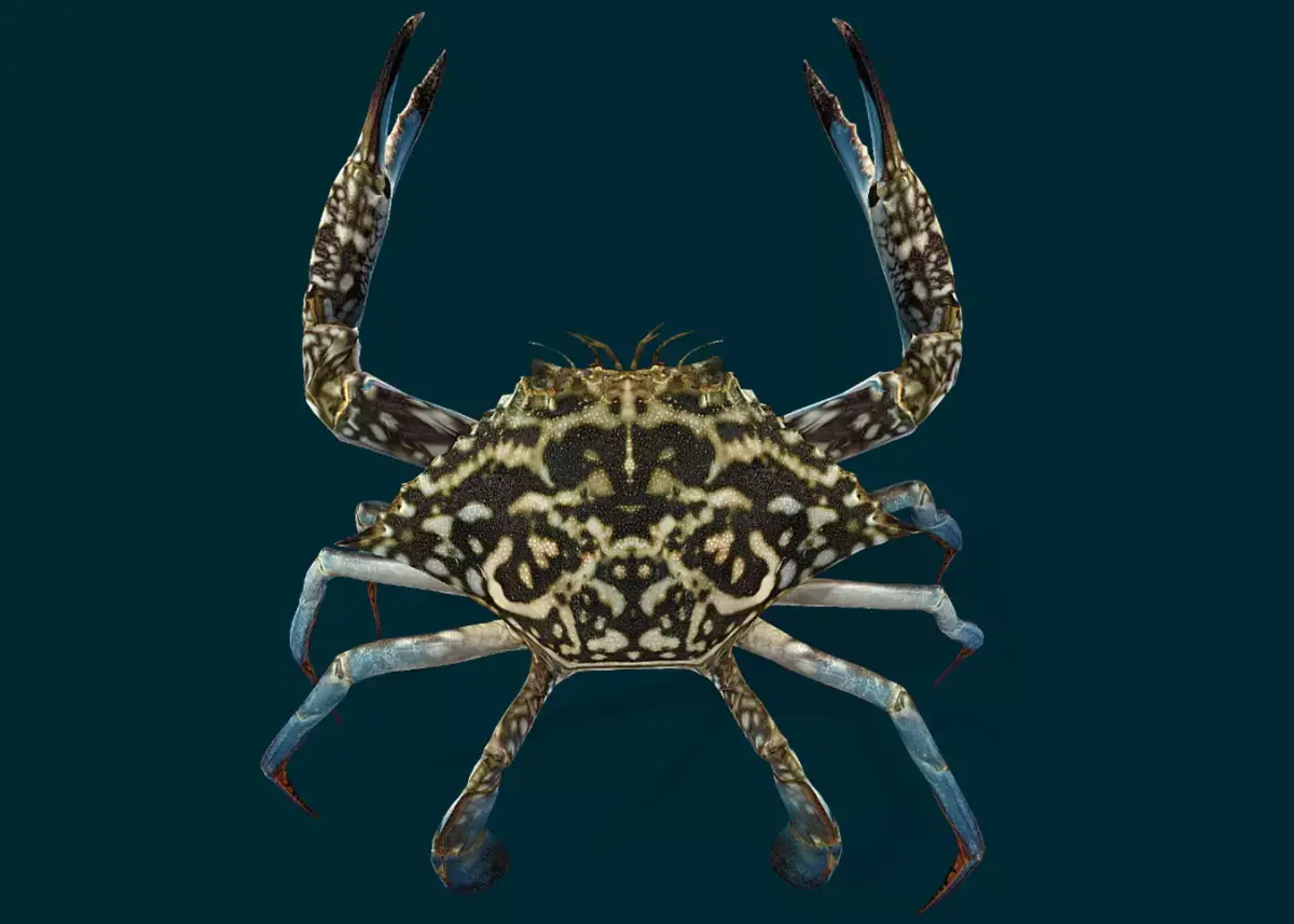 Swimmer Crab Animated Low-poly 3D model