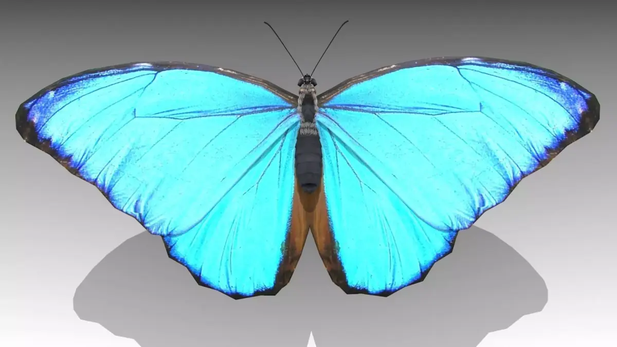 Blue Morpho Butterfly Low-poly 3D model get