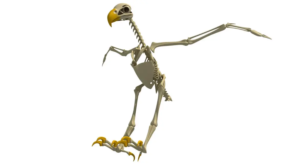 Full Body Eagle Skeleton 3D model