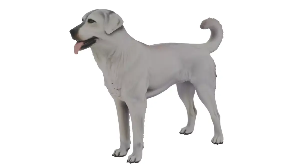 Akbash Dog Low-poly 3D model