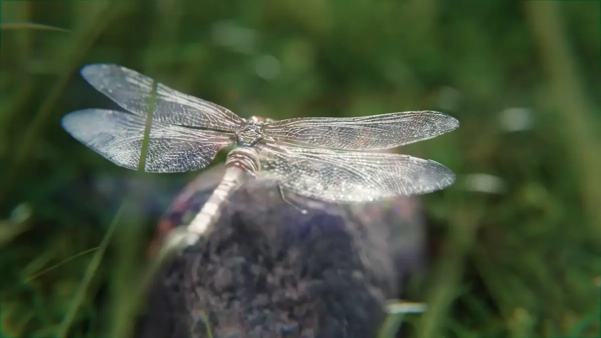 dragonfly 3D model buy
