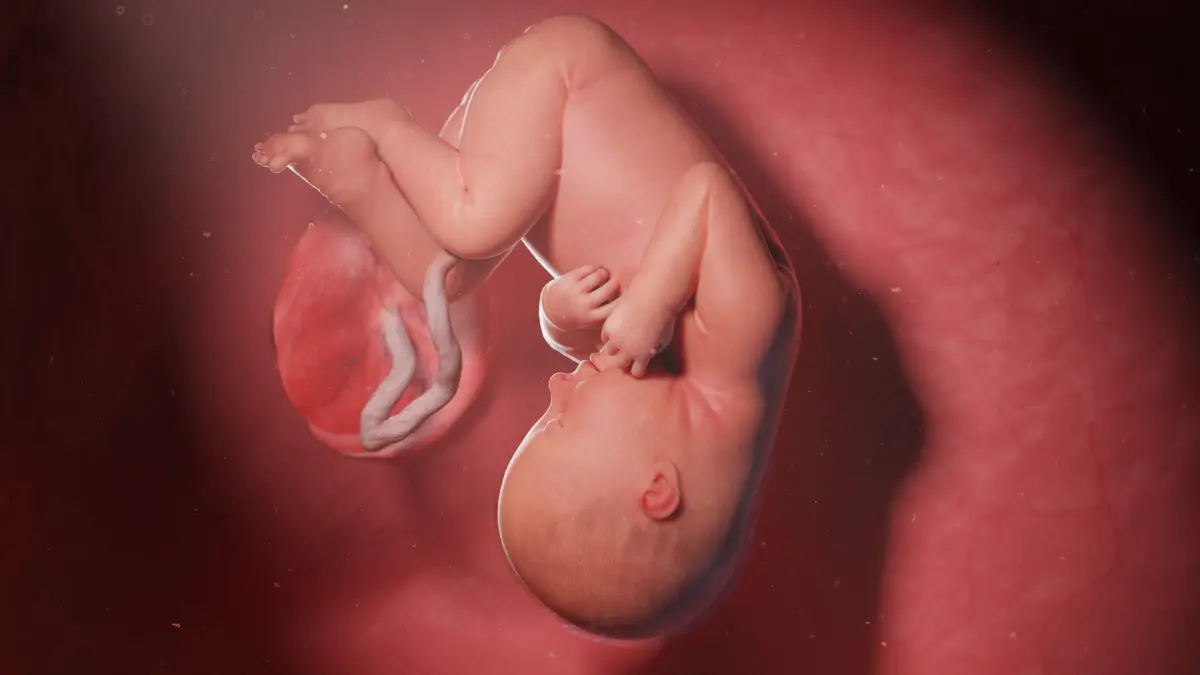 Fetus Week 35 Animated 3D model