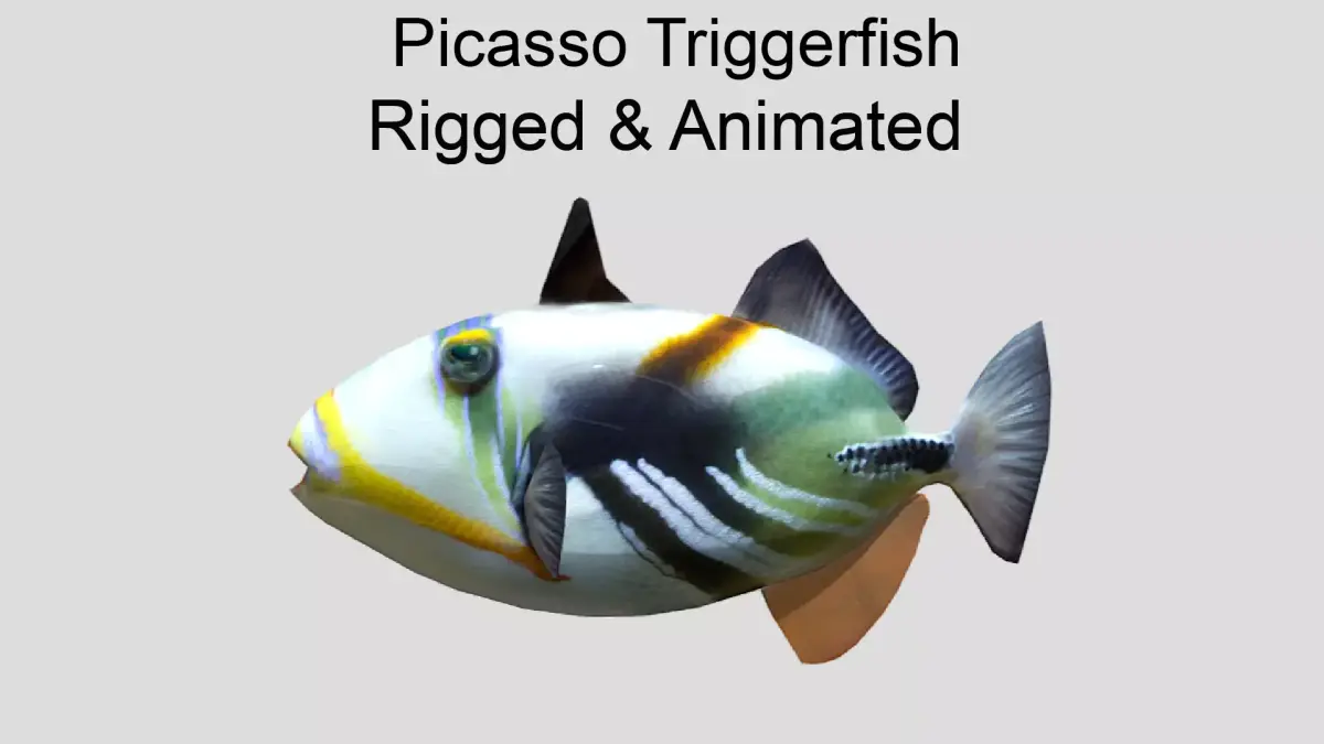 Picasso Triggerfish Realistic Animated Low-poly 3D model
