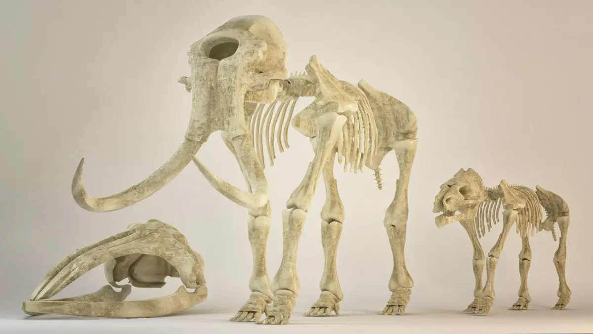 Animal sceletons 3D model