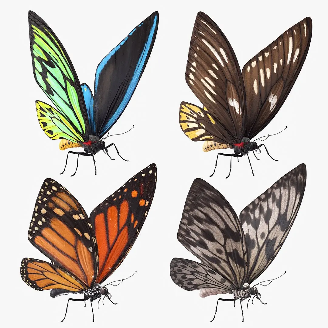 Butterfly Collection 3D model