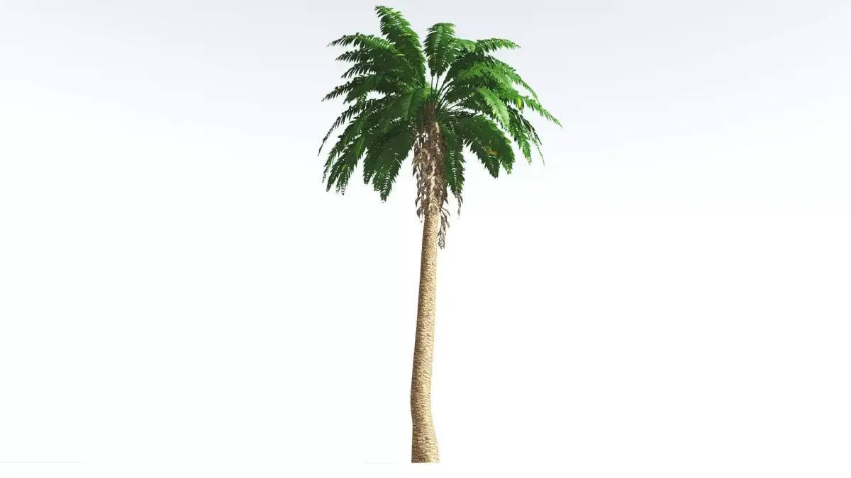 EVERYPlant African Oil Palm LowPoly 2 --16 Models-- Low-poly 3D model