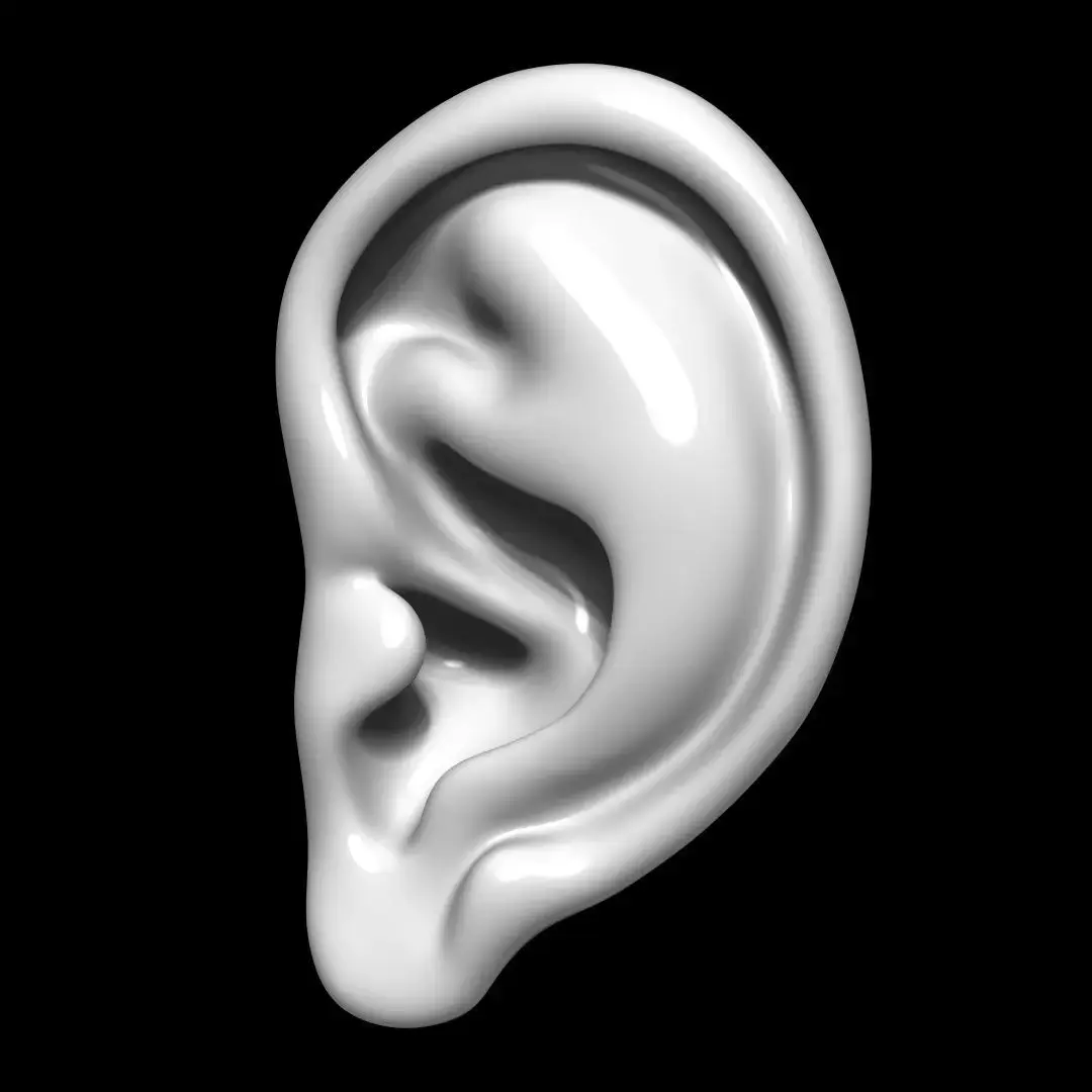 Ear Human 3D model