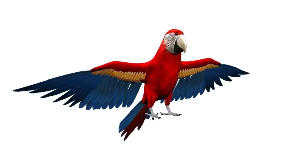 Macaw flying 3D model