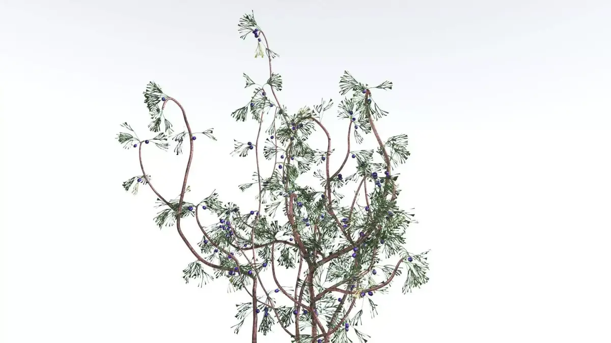 EVERYPlant Baiera 1 --14 Models-- 3D model