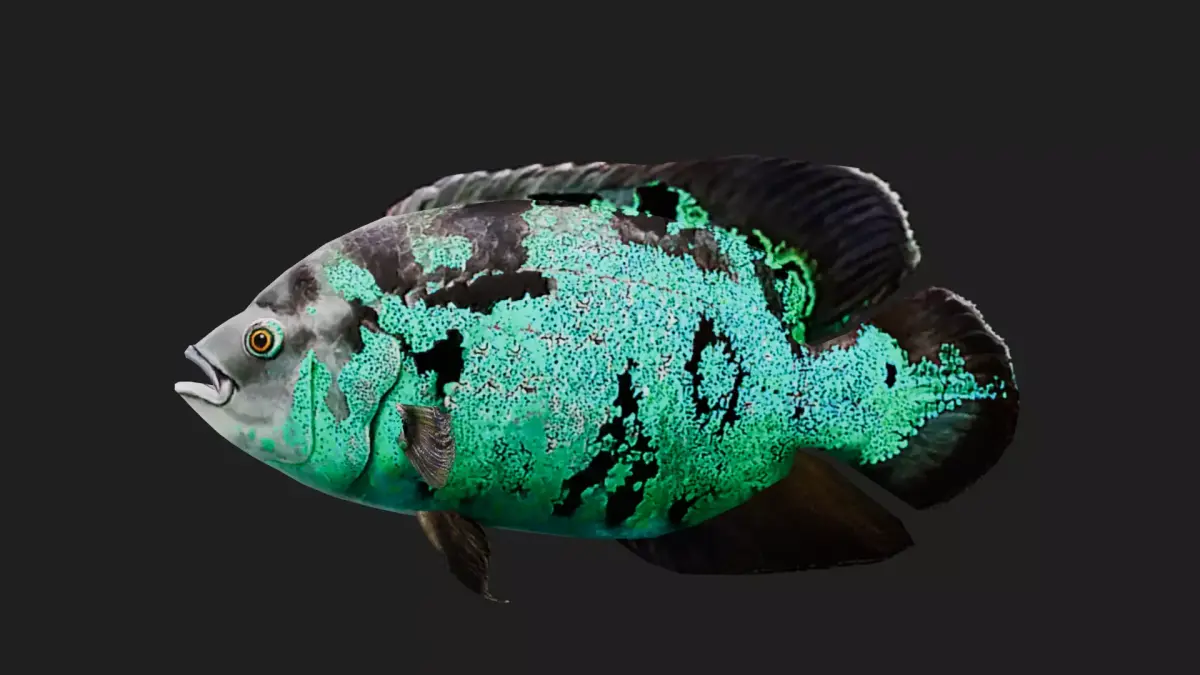 Cichlid Low-poly 3D model get