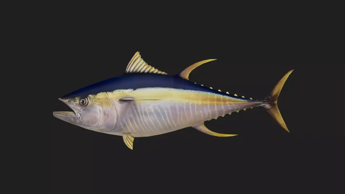 Yellowfintuna Low-poly 3D model