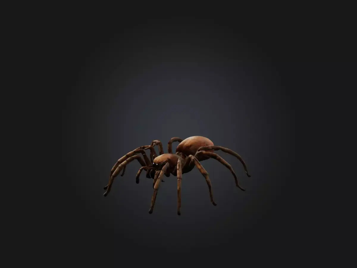 Realistic Spider Model Low-poly 3D model