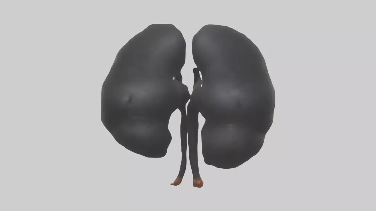 Gorilla Kidneys Low-poly 3D model