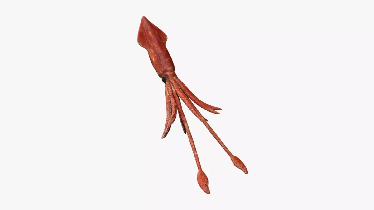 squid transparent Low-poly 3D model