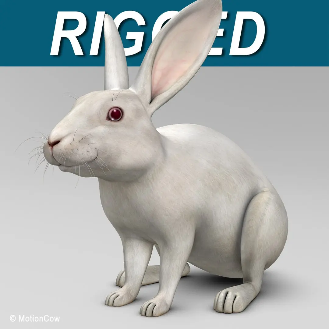 Rabbit White 3D model
