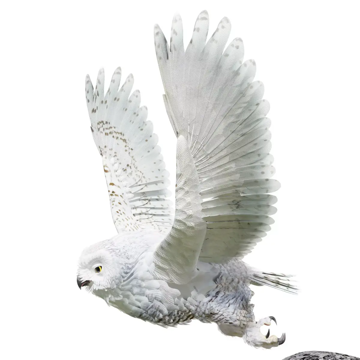 Snow Owl - BLENDER Low-poly 3D model