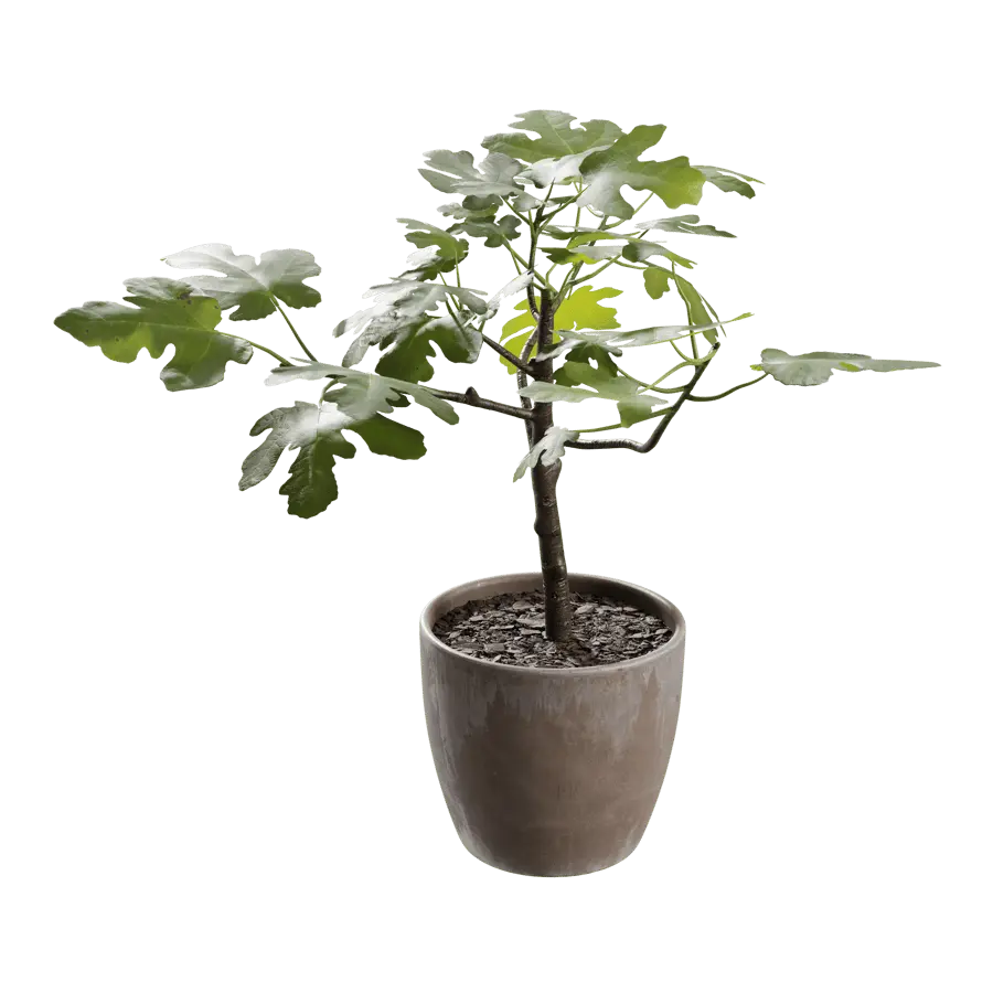  Small Potted Fig Plant Model  order