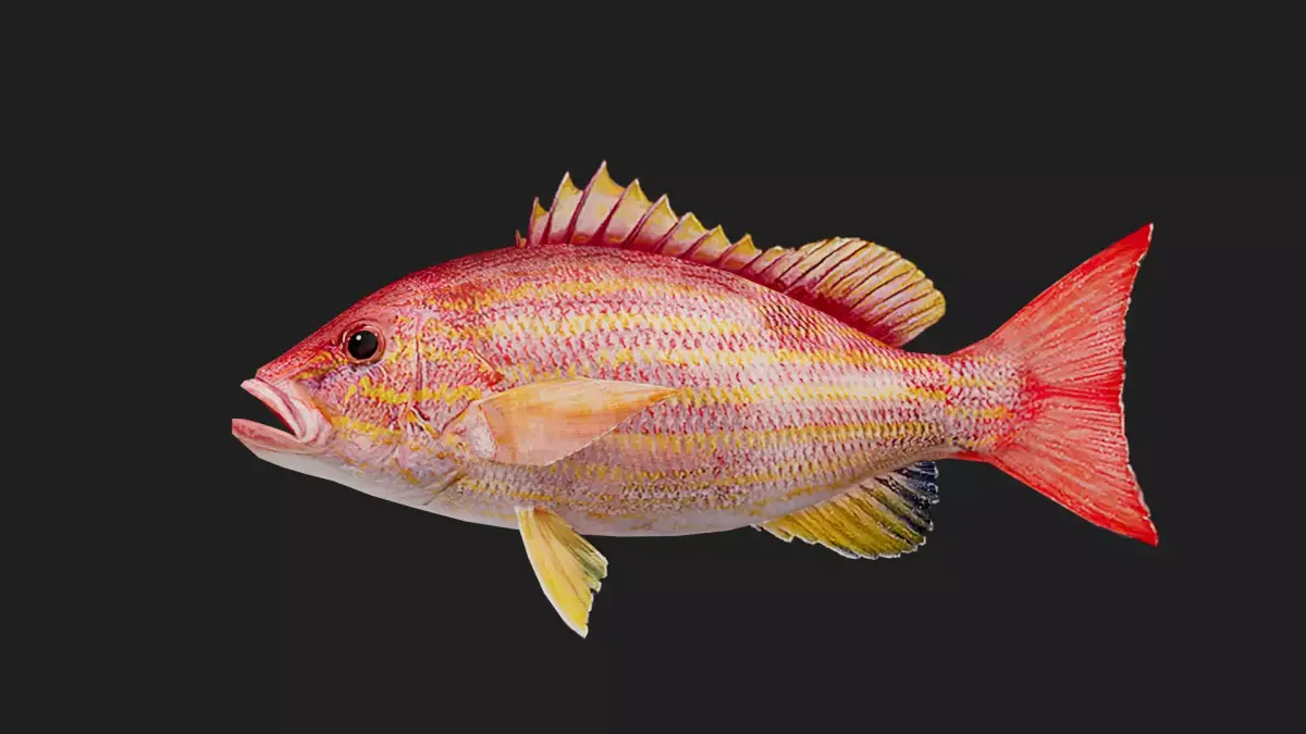 Snapper Low-poly 3D model 14