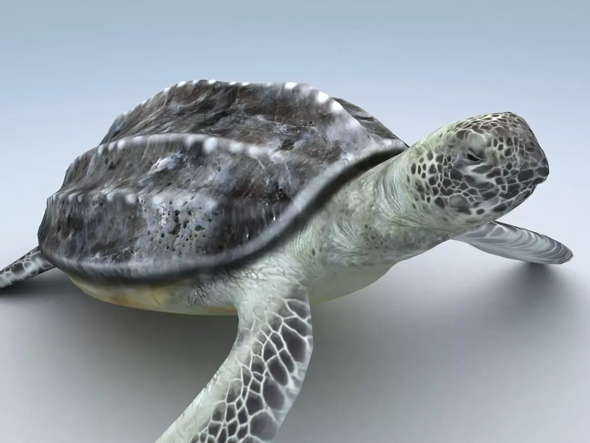 Leatherback Sea Turtle Dermochelys Coriacea Low-poly 3D model