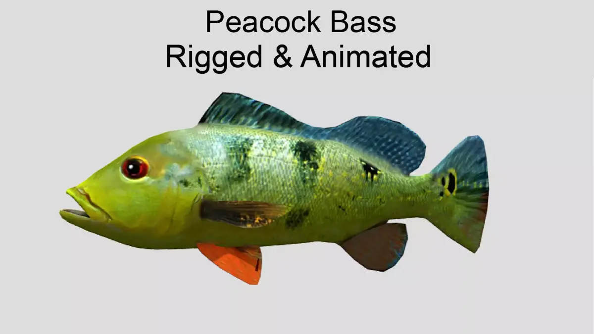 Peacock Bass Realistic Animated Low-poly 3D model