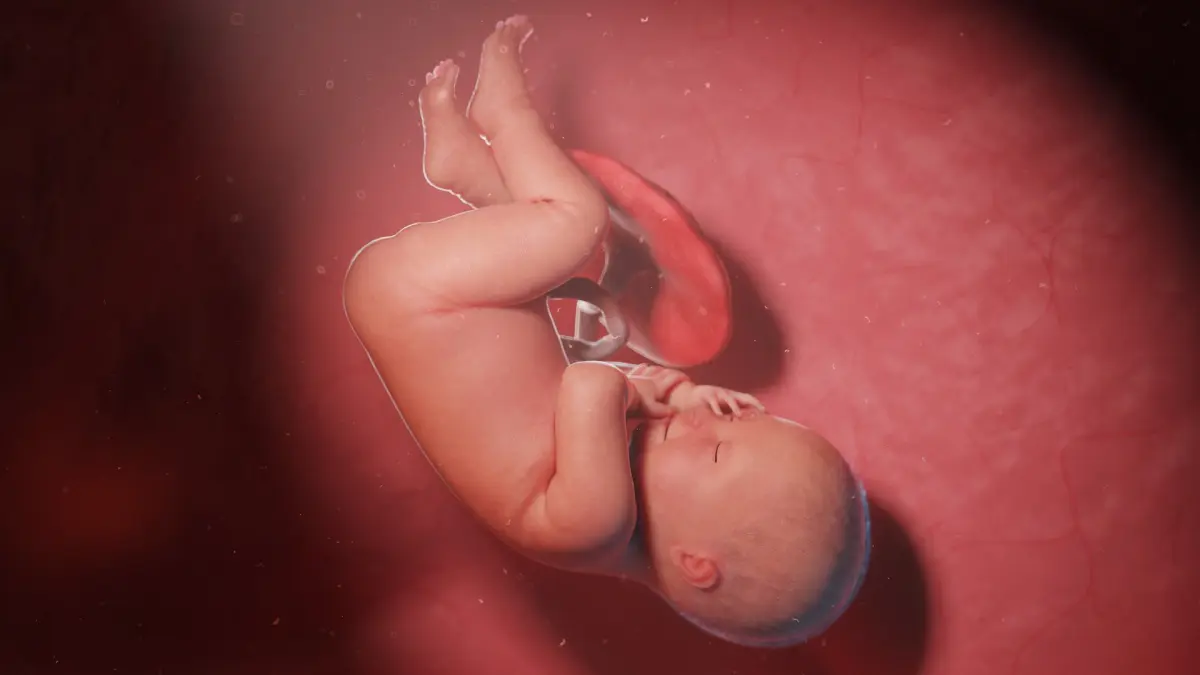 Fetus Anatomy Week 41 Static 3D model