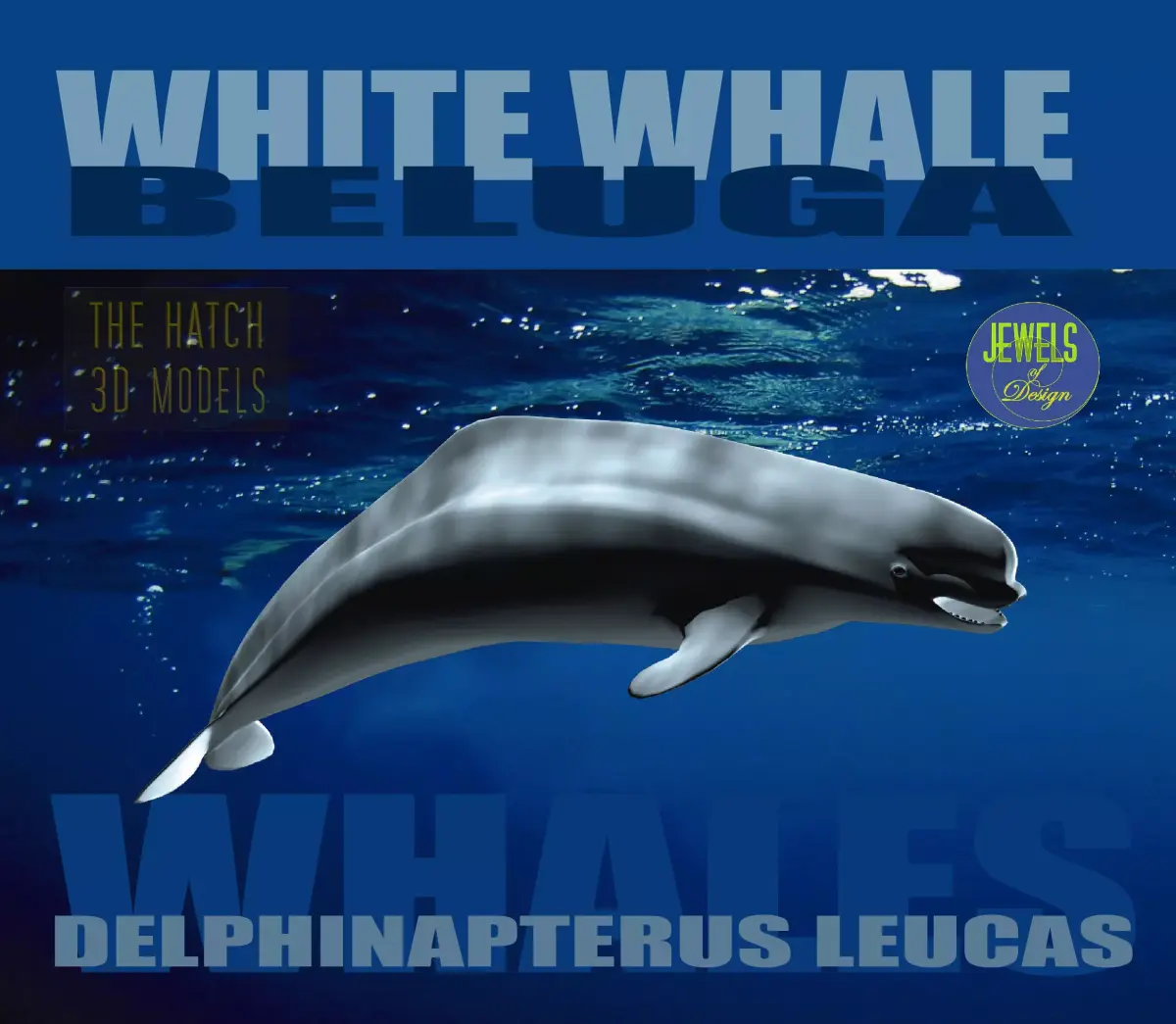 Beluga dolphin 3D model