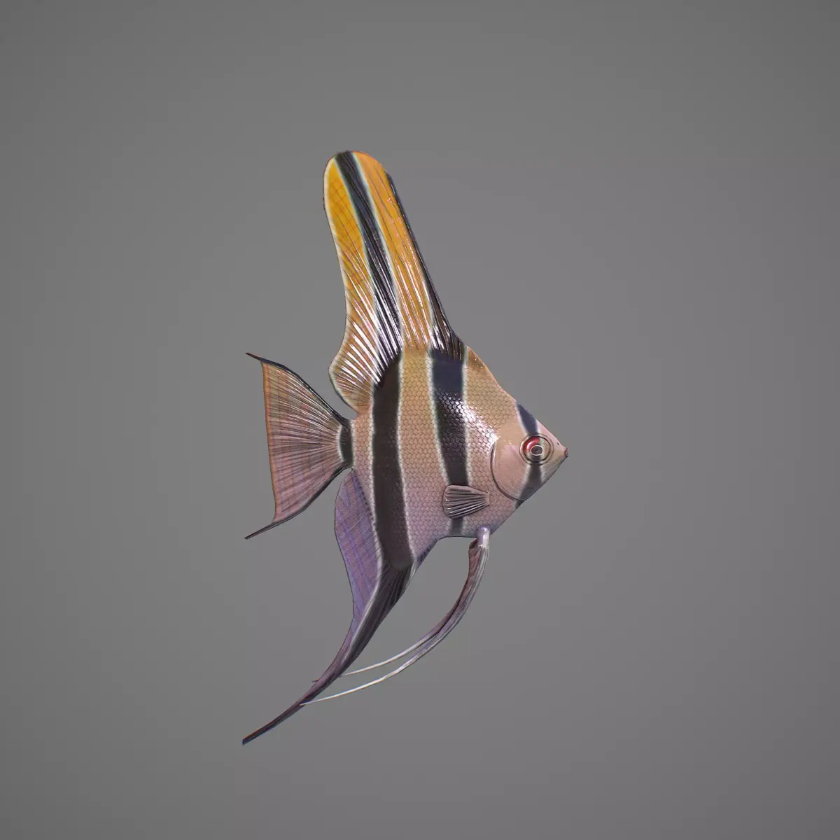 Scalar fish Low-poly 3D model purchase