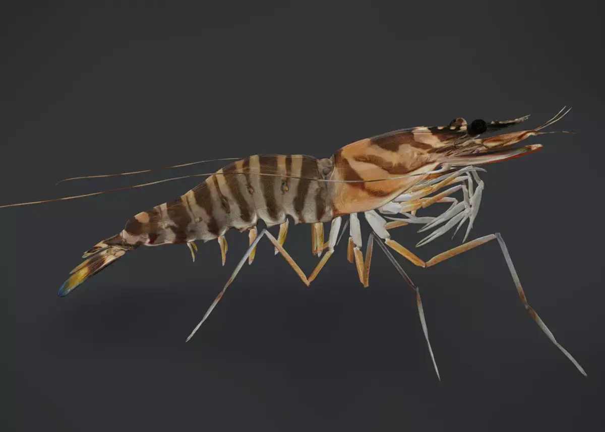 Realistic Shrimps - Tiger Prawn Animated 3D model