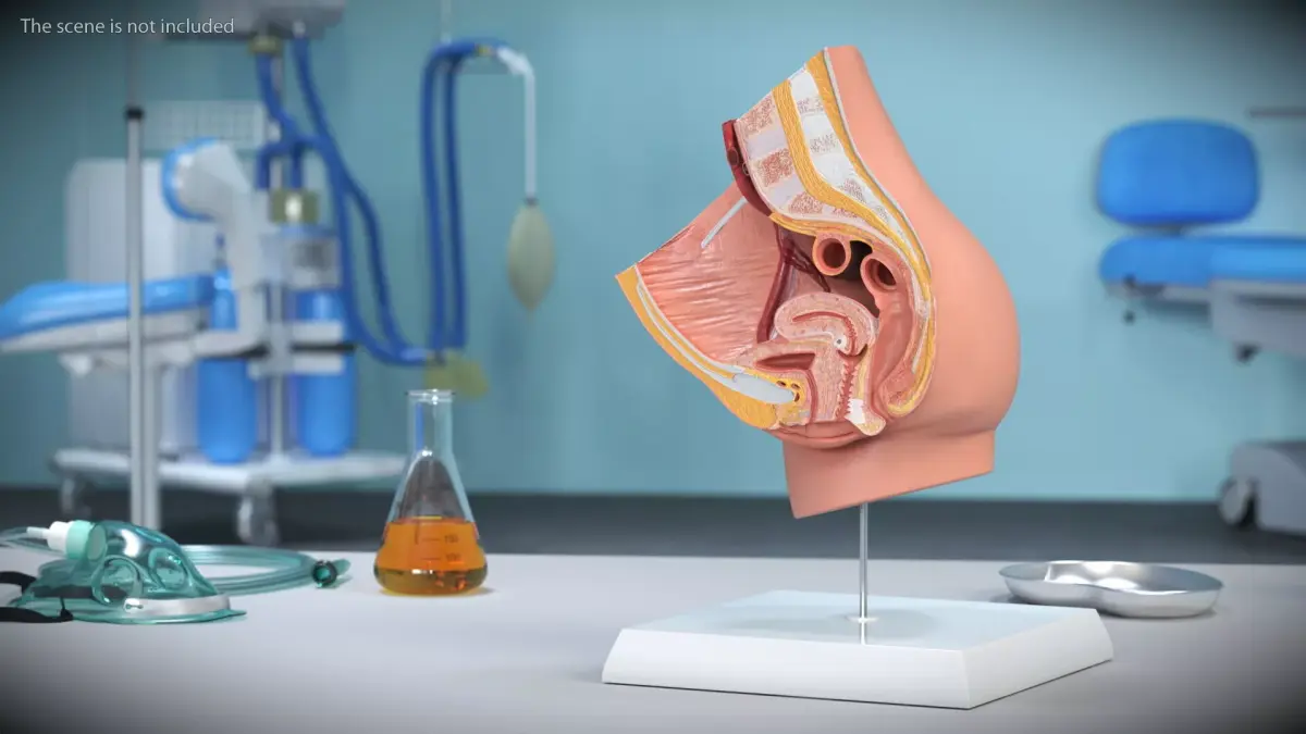 High-Detail Female Pelvic Cross Section Model with Stand 3D model