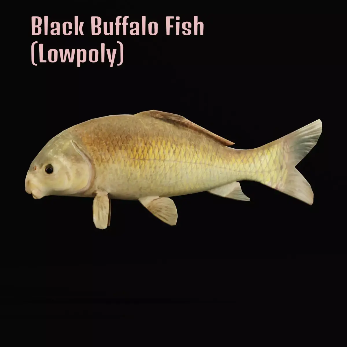Black Buffalo Fish Low-poly 3D model