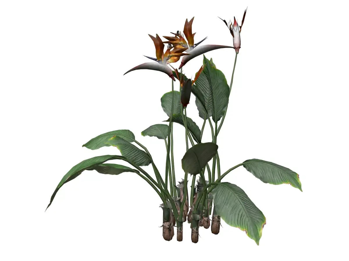 Bird of Paradise Flower - 06 - 3D model