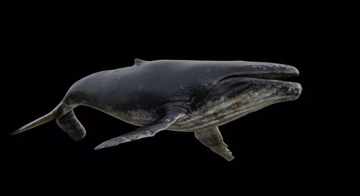 Humback Whale Low-poly 3D model