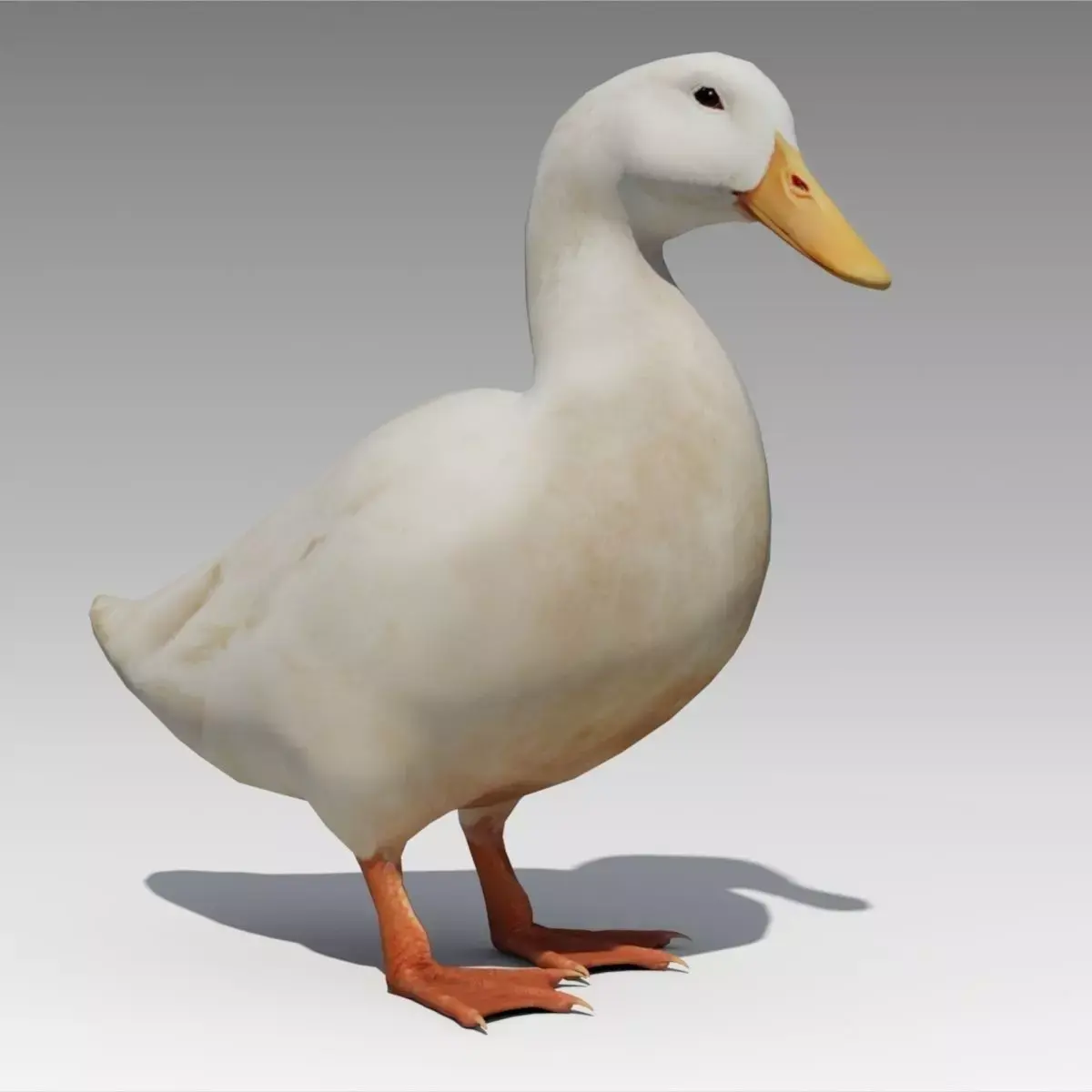 Duck Animated Low-poly 3D model