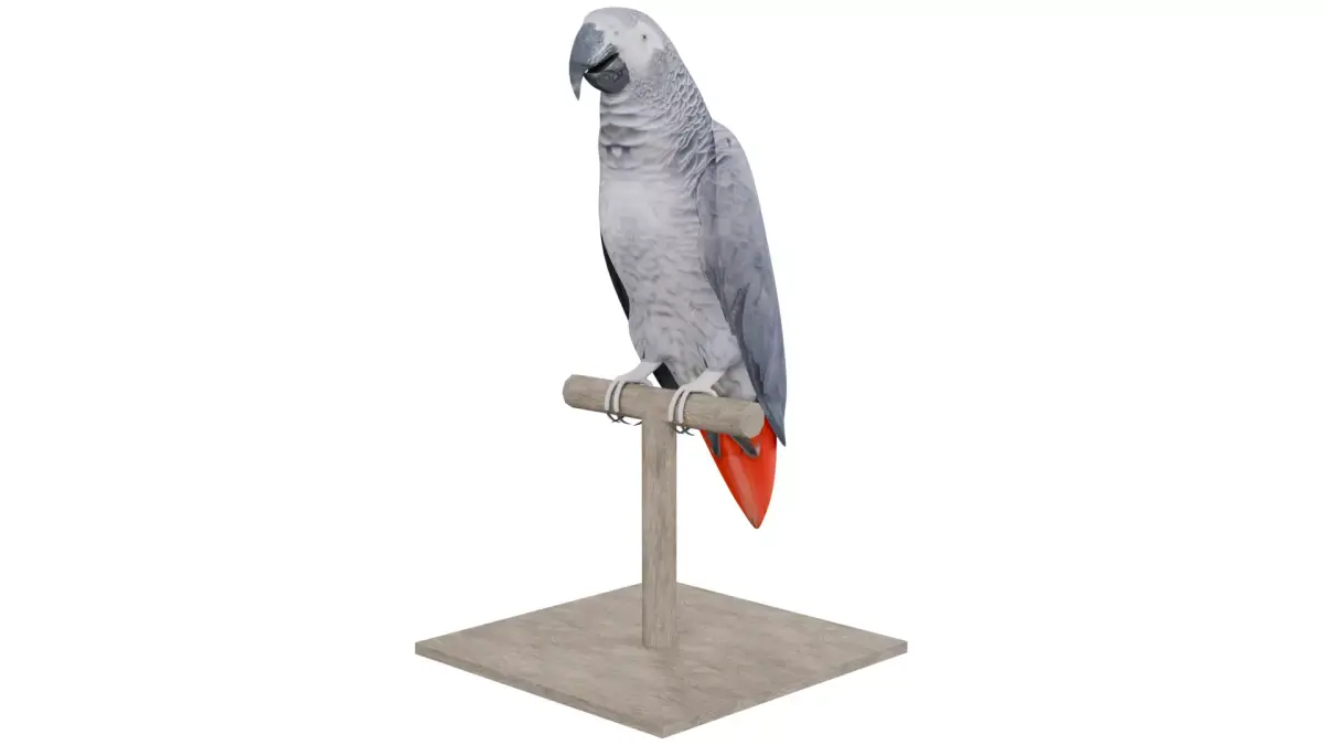 African Grey Parrot 3D model purchase