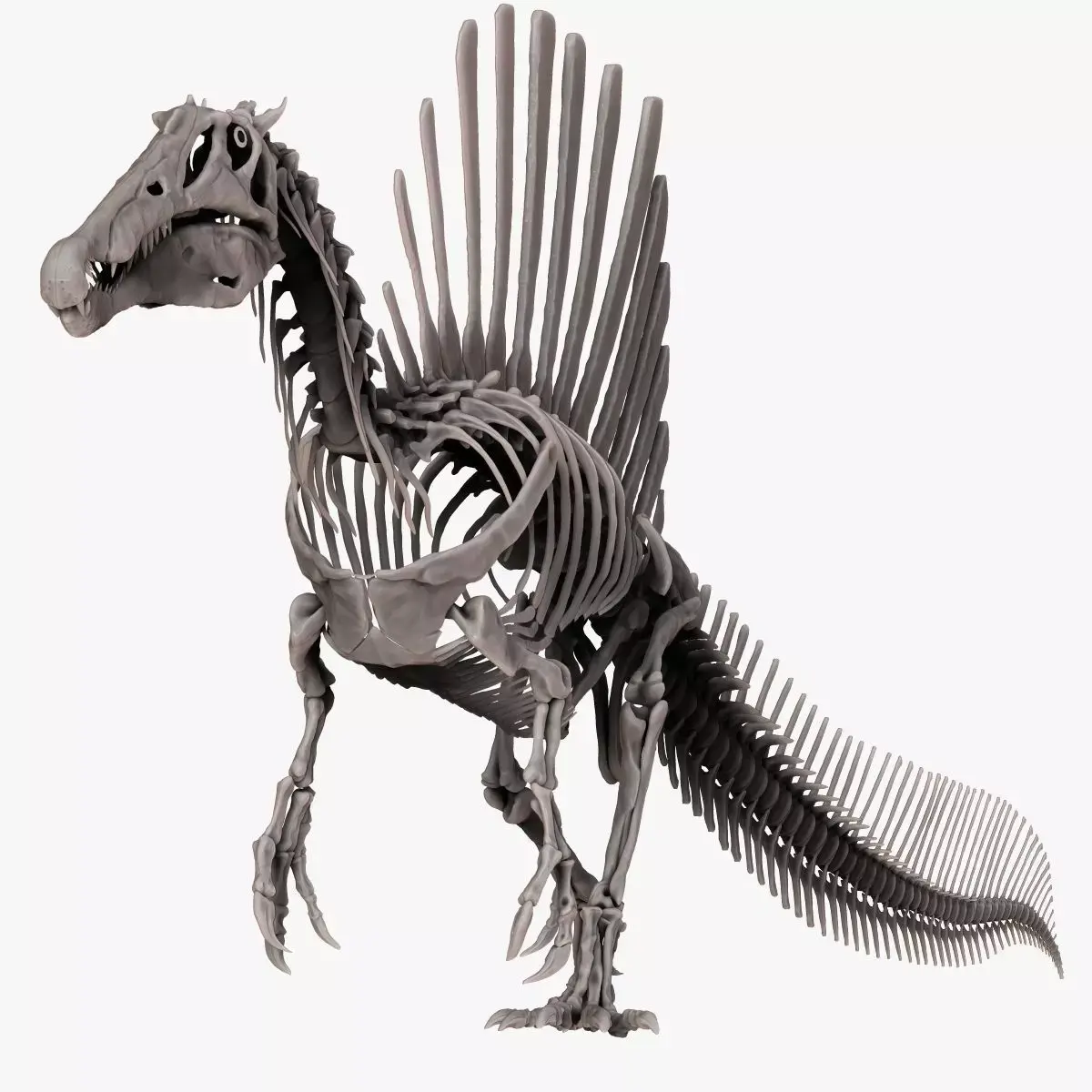 Dinosaur Spinosaurus 2020 version Full Set Skeletons Sculpt  3D model