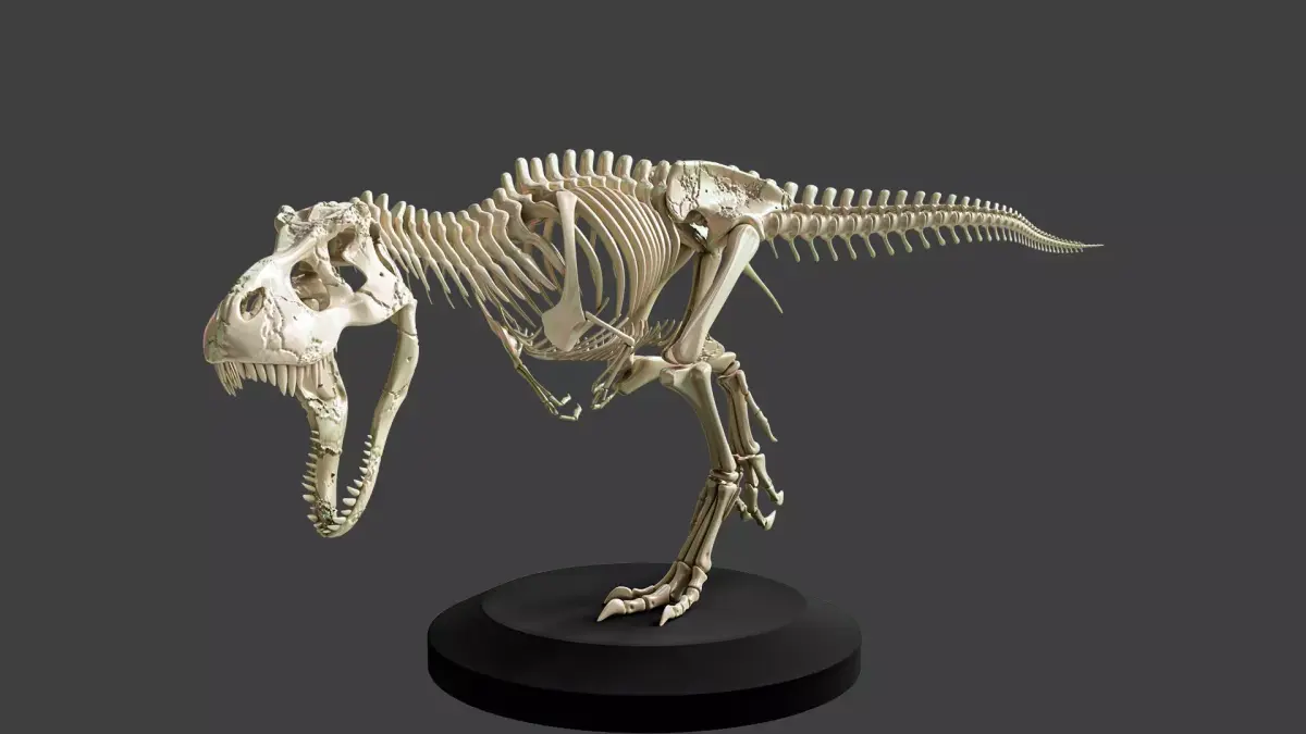 T-Rex Dinosaur Skeleton - Museum Display 3D model
