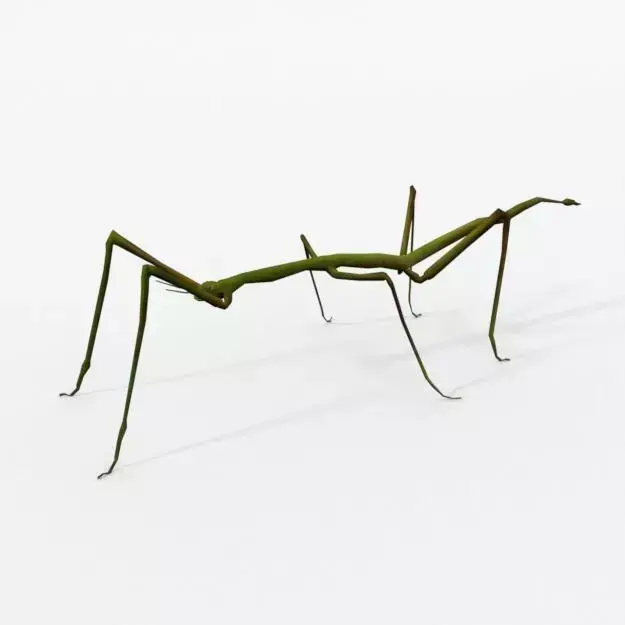 Stick insect Low-poly 3D model purchase