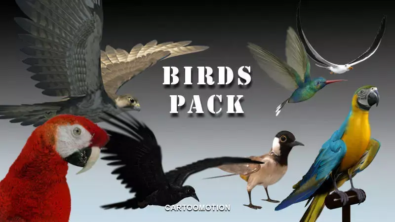Animated Birds Low-poly 3D model