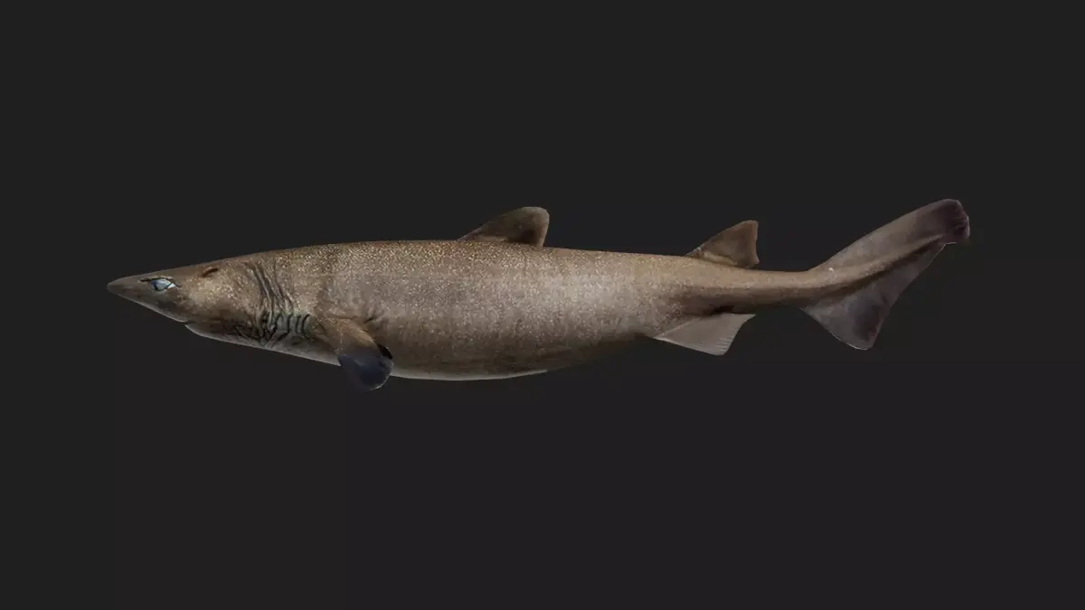 Shark Low-poly 3D model 18