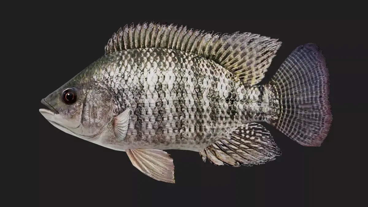 Cichlid Low-poly 3D model
